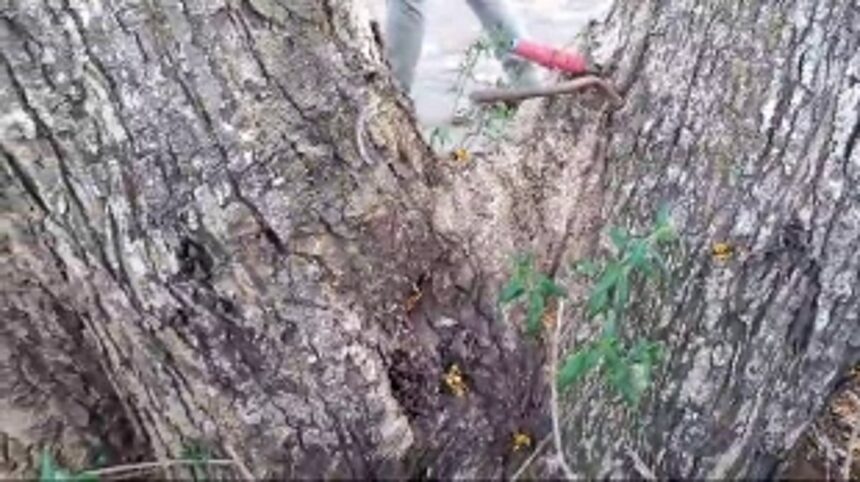 Centuries-old tree at risk near Excise Department; Authorities turn blind eye