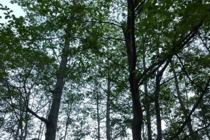 Century-old trees sprout again after highway shift, but conservationists remain cautious
