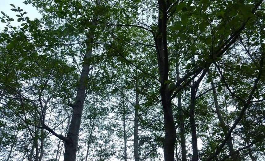 Century-old trees sprout again after highway shift, but conservationists remain cautious 1 Century-old trees sprout again after highway shift, but conservationists remain cautious