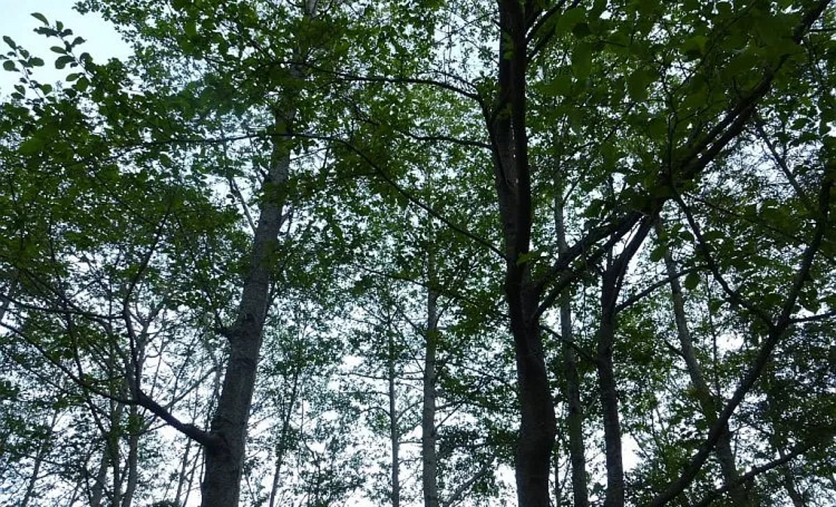 Century-old trees sprout again after highway shift, but conservationists remain cautious
