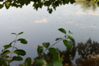 Chandel local falls in water canal, dies