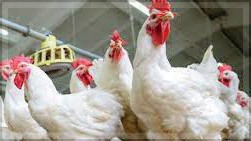 Chandgad MLA Urges CM to Resolve Poultry Supply Dispute Between Goa and Kolhapur