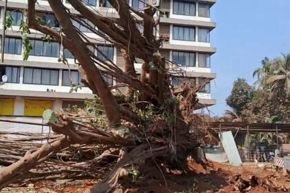 Chaos in Porvorim as Sacred Banyan Tree Uprooted and Khapreshwar Shrine Demolished by Authorities
