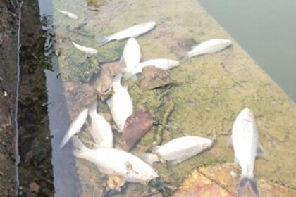 Check water quality, prepare detailed analysis: MMC to GSPCB