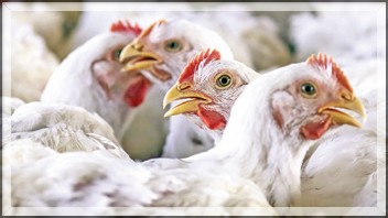 Chicken Shortage in Goa as Supply Chain Disruption Causes Price Surge