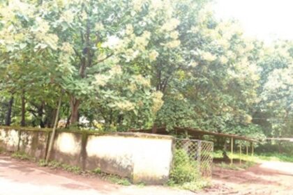 Chimbel locals plea to stop felling of century-old trees