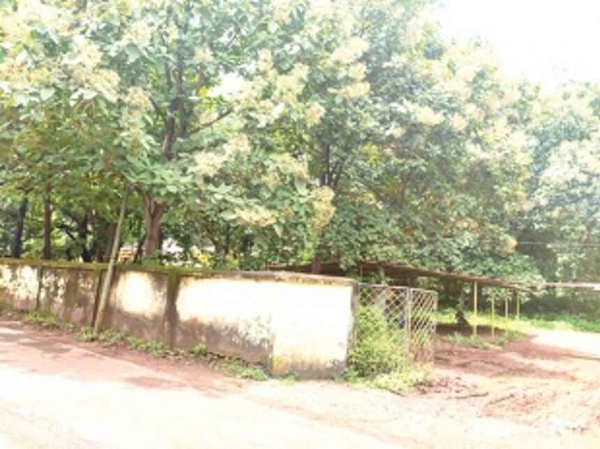 Chimbel locals plea to stop felling of century-old trees 1 Chimbel locals plea to stop felling of century-old trees