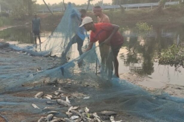 Chinchinim farmers revive lifeless pond, rewarded with bumper fish catch