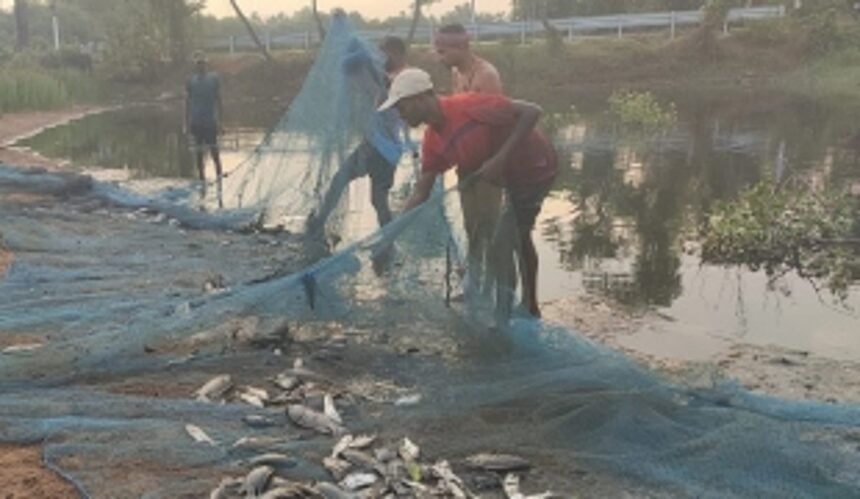 Chinchinim farmers revive lifeless pond, rewarded with bumper fish catch 1 Chinchinim farmers revive lifeless pond, rewarded with bumper fish catch