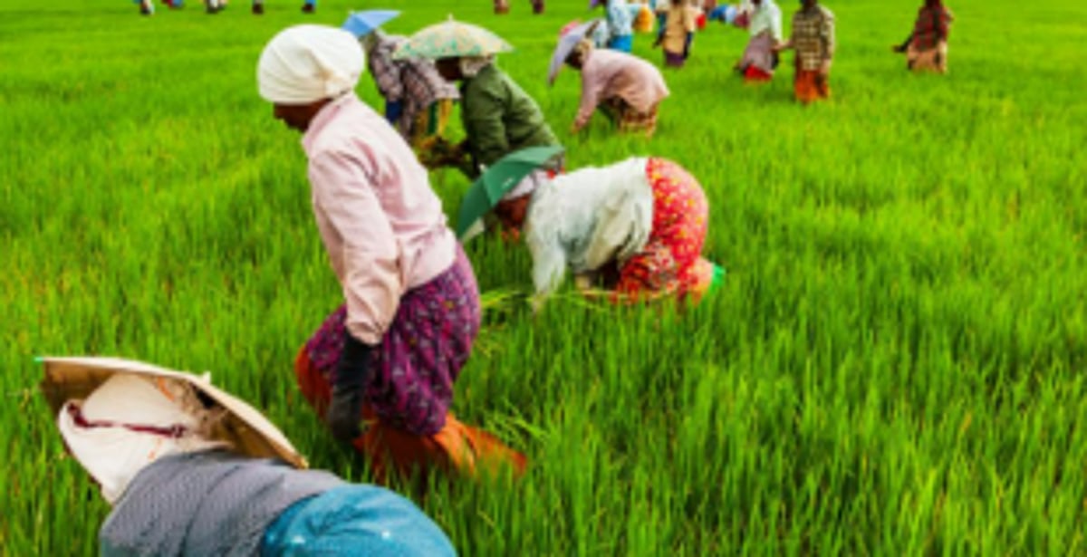 Chinchinim   farmers to harvest   fields today