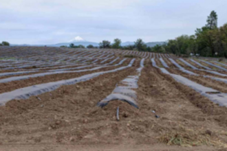 Chinchinim locals urge govt to lease fallow farmland to them for cultivation