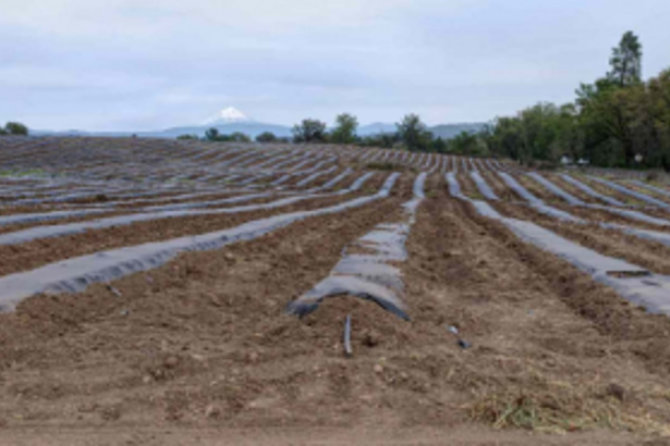 Chinchinim locals urge govt to lease fallow farmland to them for cultivation