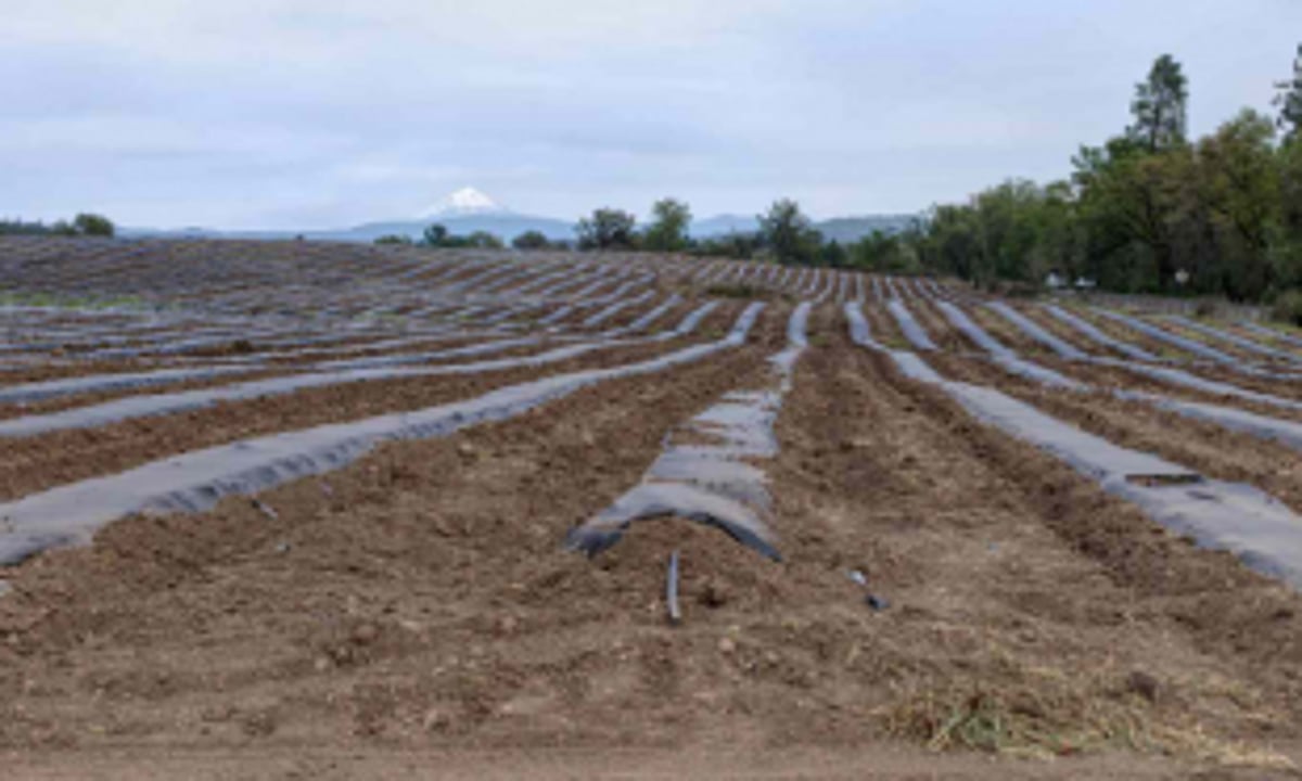 Chinchinim locals urge govt to lease fallow farmland to them for cultivation