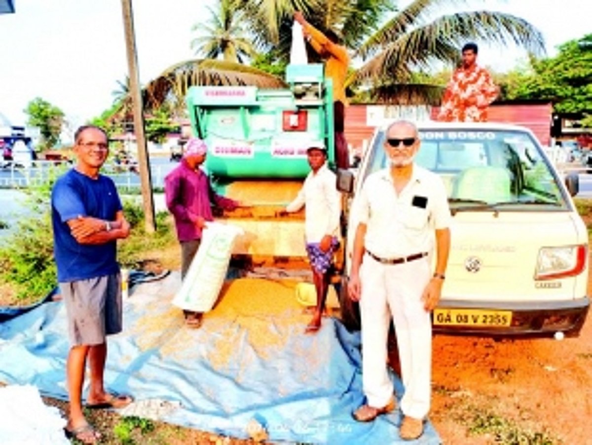 Chinchinim ryots celebrate end of 30-year harvest hiatus with bumper paddy yield