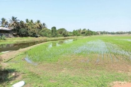 Chinchinim’s farmers transform fallow wastelands into lucrative farms