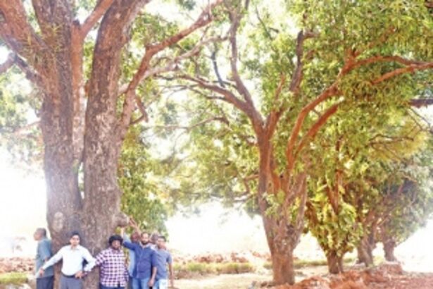 Chipko movement in Colvale to stop trees massacre