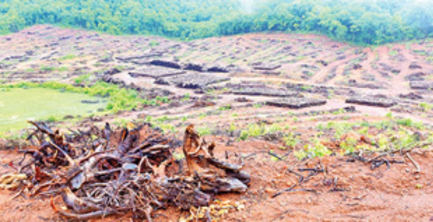 Choice is between road and rail over trees and forest