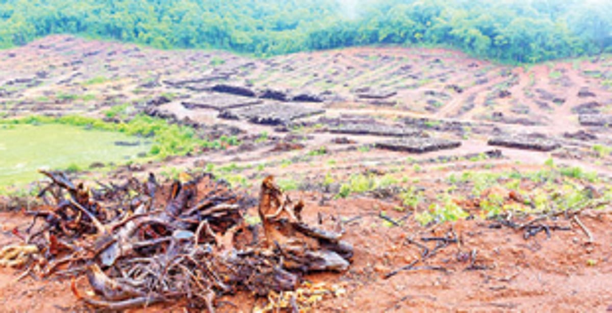 Choice is between road and rail over trees and forest