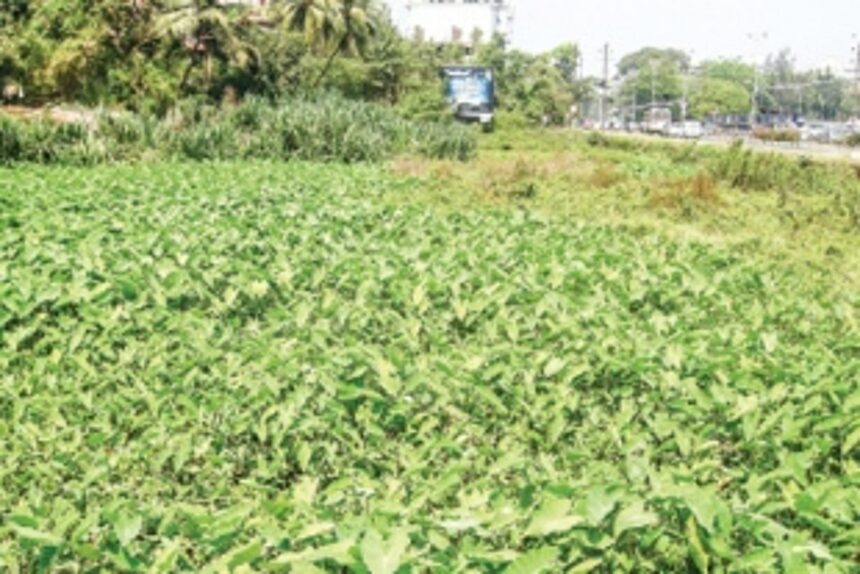 Choked Margao struggles to find a parking solution