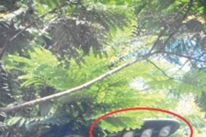 Chop branches covering  LED fixture near Almeida HS