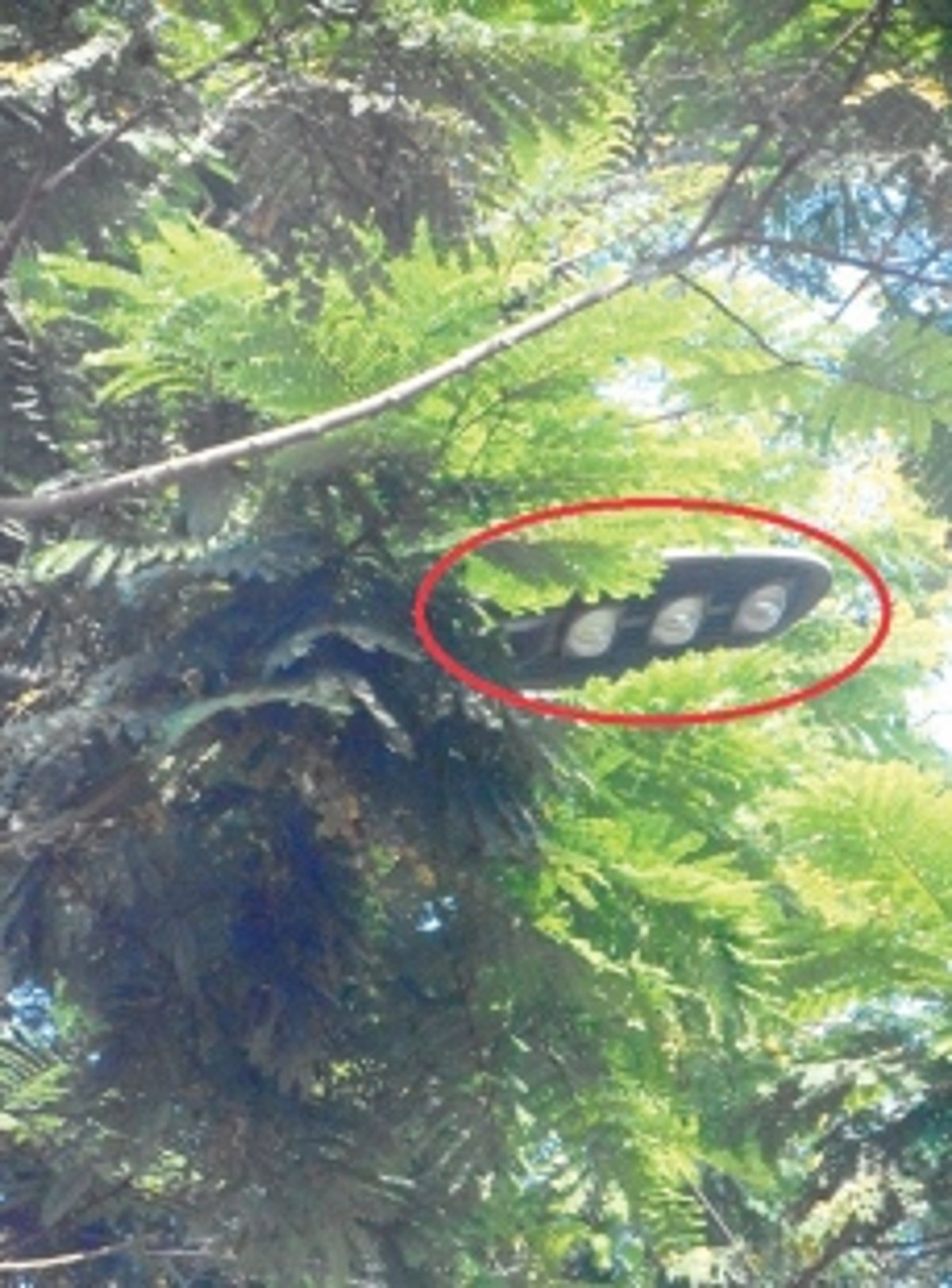 Chop branches covering  LED fixture near Almeida HS