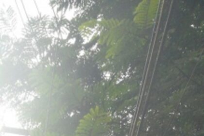 Chop branches touching live electrical wires in Ponda