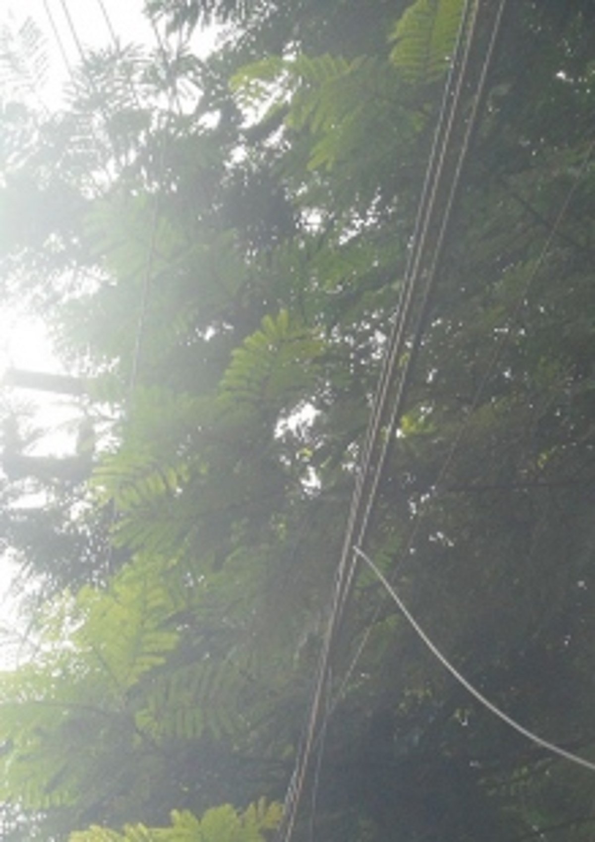 Chop branches touching live electrical wires in Ponda