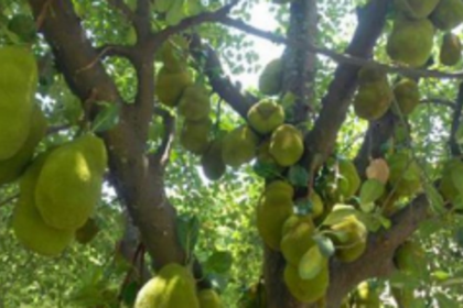 Chop dry jackfruit tree adjacent to Shree Saraswati Temple