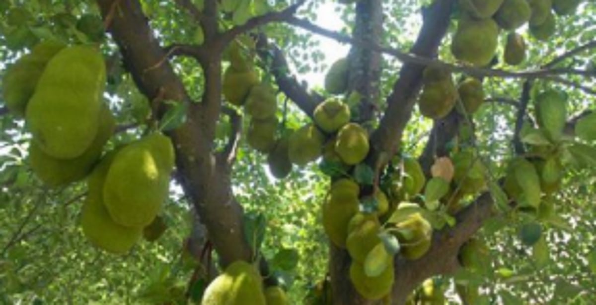 Chop dry jackfruit tree adjacent to Shree Saraswati Temple