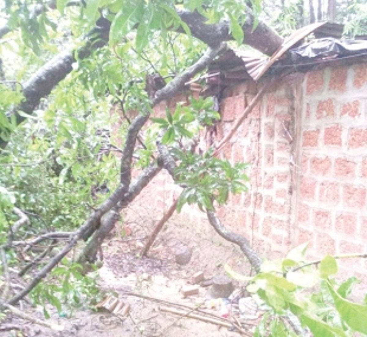 Chop tree branches coming over houses