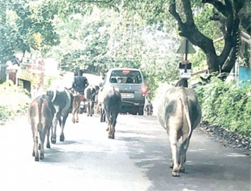 Chorao stray cattle menace: Act before an innocent life is lost 1 Chorao stray cattle menace: Act before an innocent life is lost