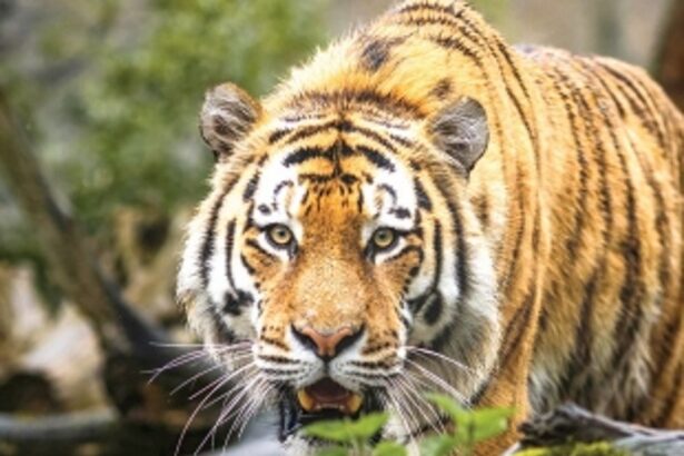 Chronology Samjhiye: Why 7 yrs,  3 months and 12 days to say NO to  Tiger Reserve after planning for it?