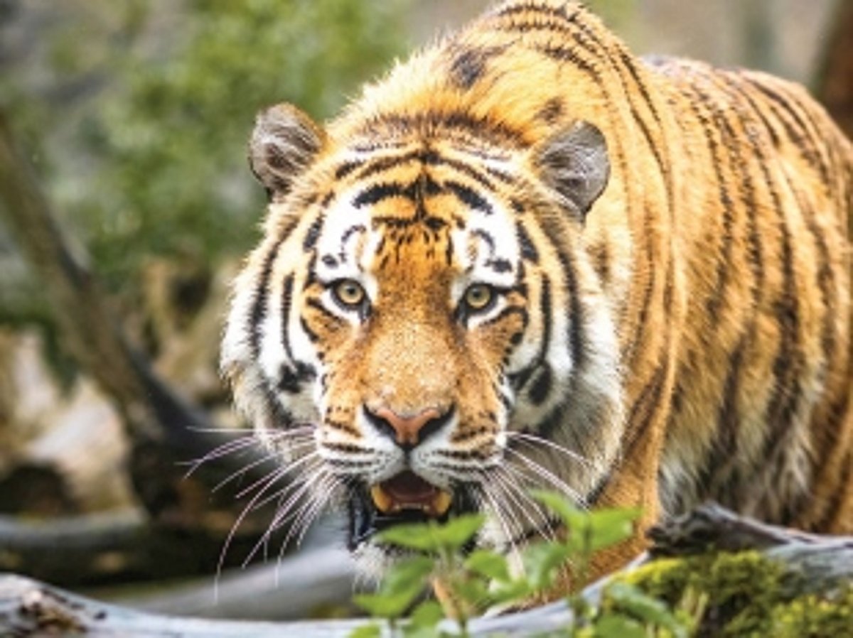 Chronology Samjhiye: Why 7 yrs,  3 months and 12 days to say NO to  Tiger Reserve after planning for it?