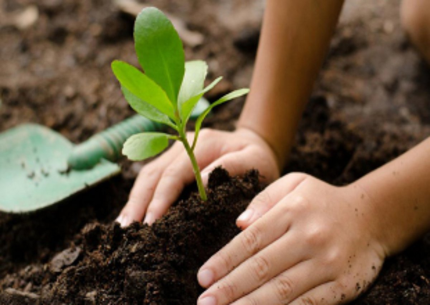 Citizens appeal to protect trees  after oxygen shortage