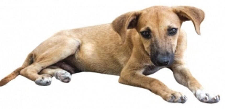 Citizens call for implementing ‘Animal Birth Control Scheme’