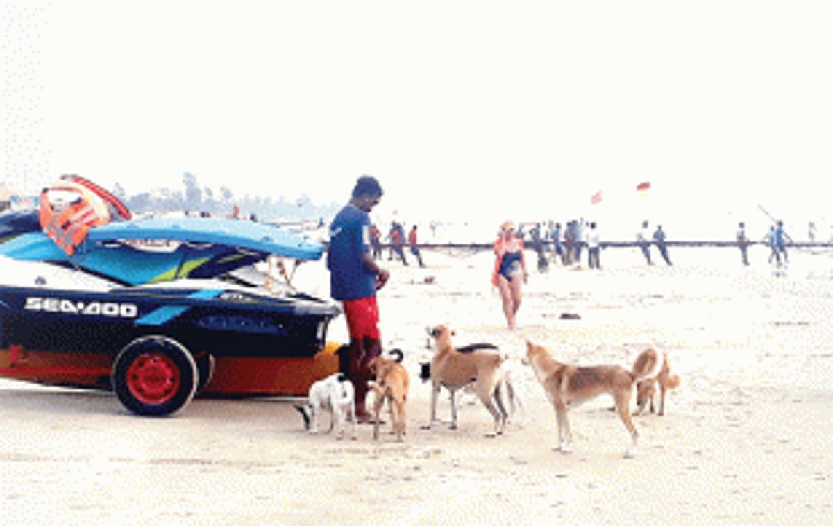 Citizens, tourists cry foul over stray dog menace, illegal hawkers on popular Salcete beaches