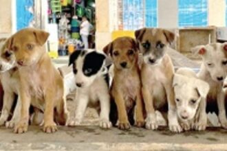 Citizens turn saviours for stray dogs