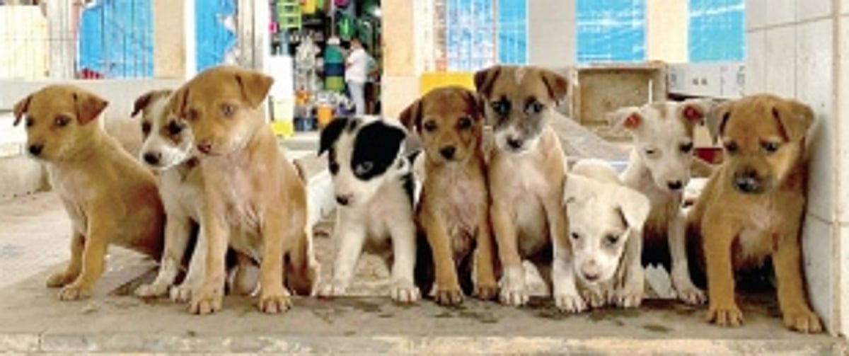 Citizens turn saviours for stray dogs