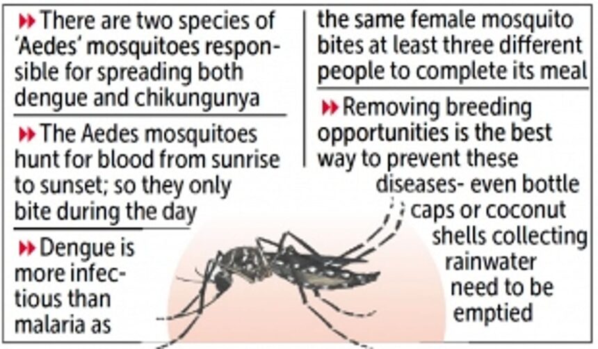 City docs raise awareness on spread of dengue, chikungunya