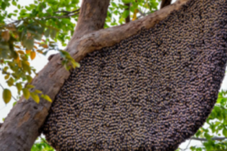 Clear beehives from the govt  office complex at Tisk