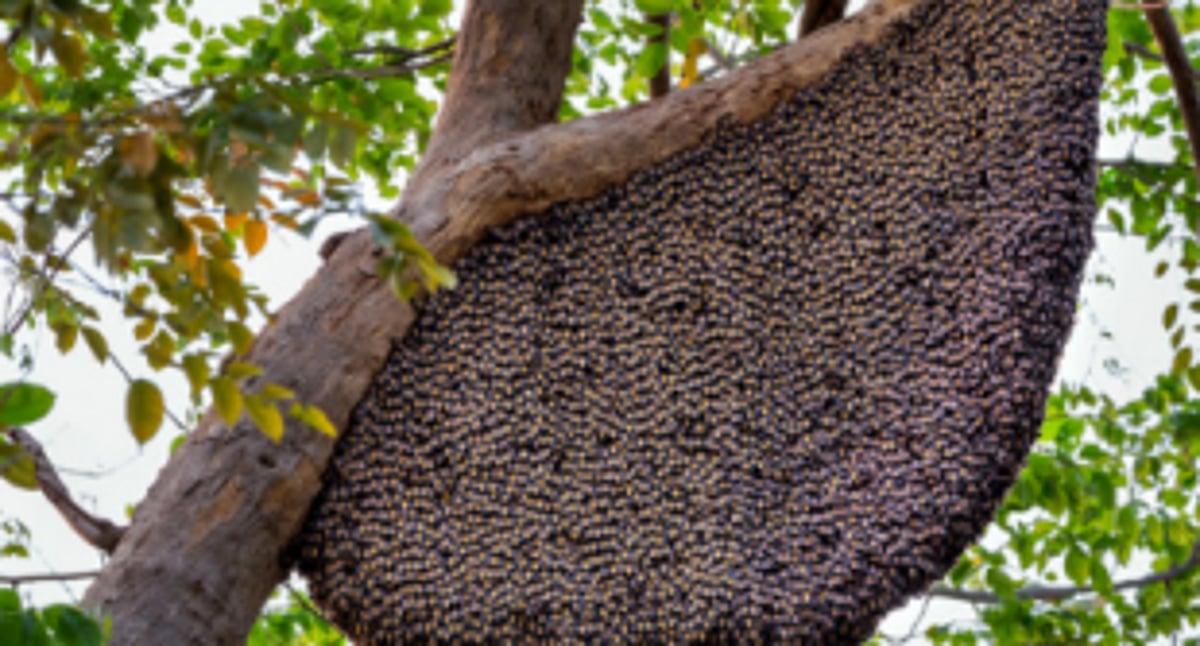 Clear beehives from the govt  office complex at Tisk