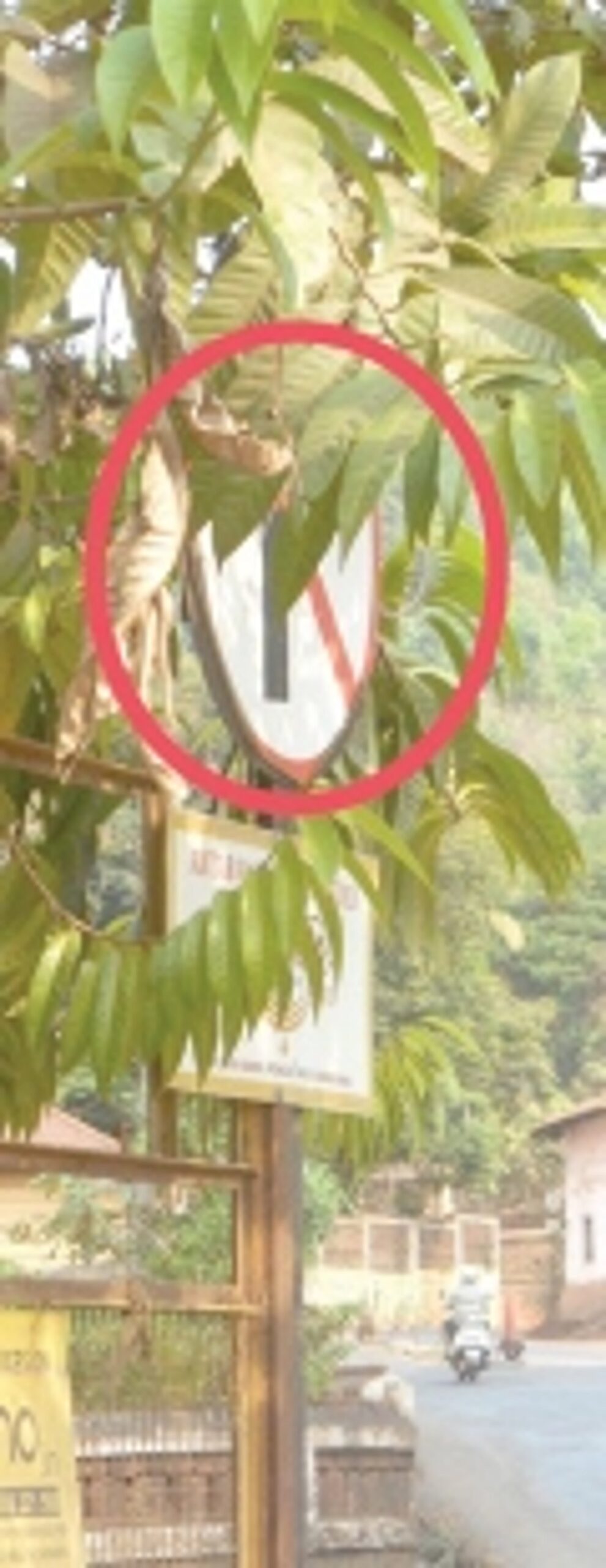 Clear branches covering  traffic signboard in Ponda