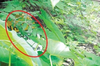 Clear bushes covering signboard along Dhavali-Top Cola route in Ponda