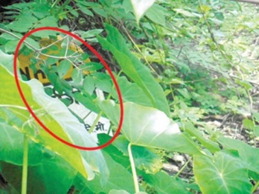 Clear bushes covering signboard along Dhavali-Top Cola route in Ponda