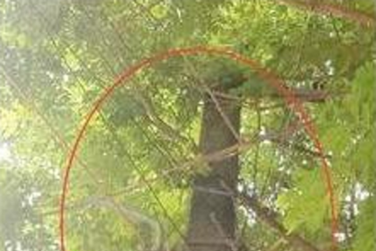 Clear electric pole of tree branches at Varkhandem