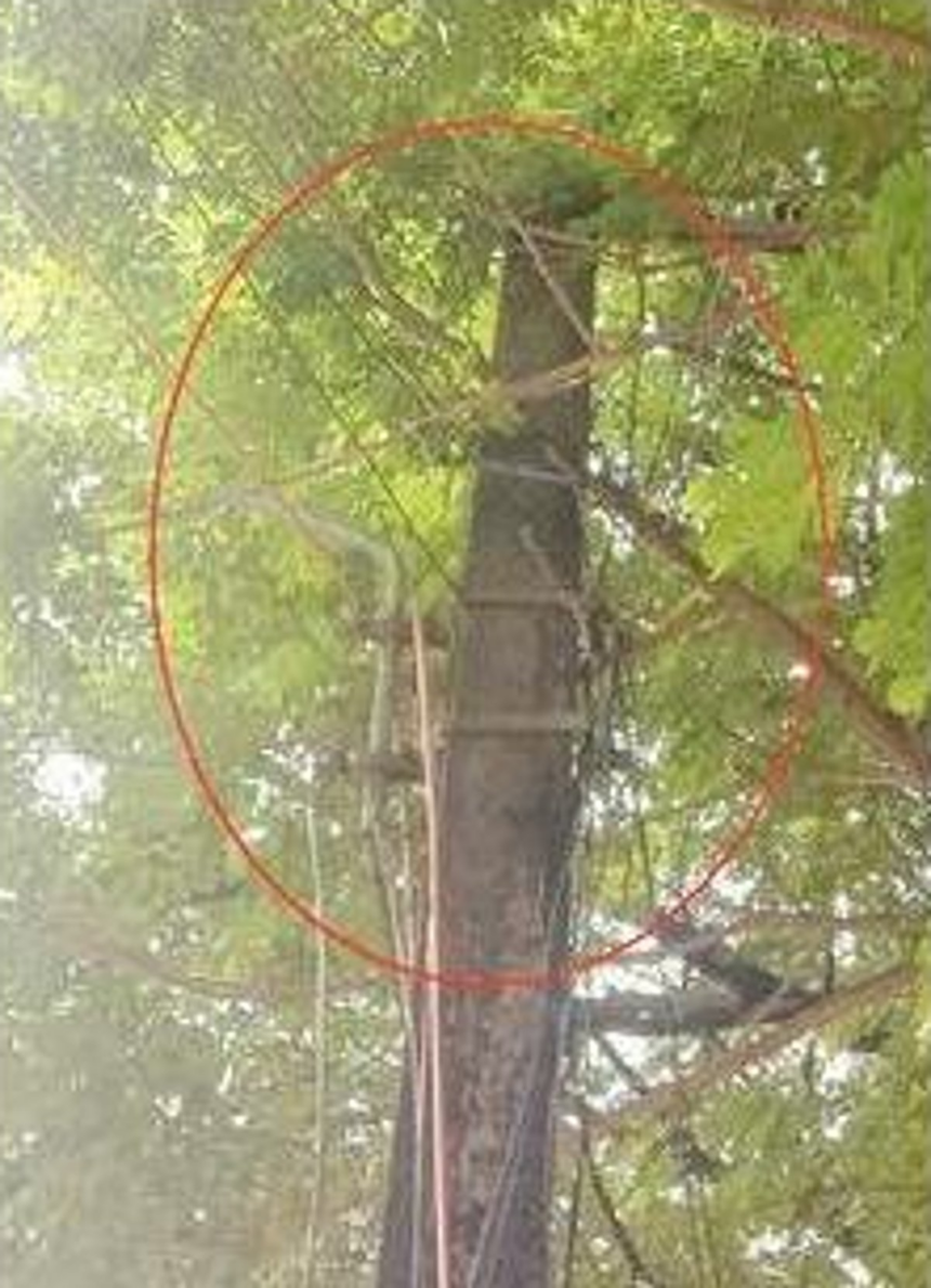 Clear electric pole of tree branches at Varkhandem