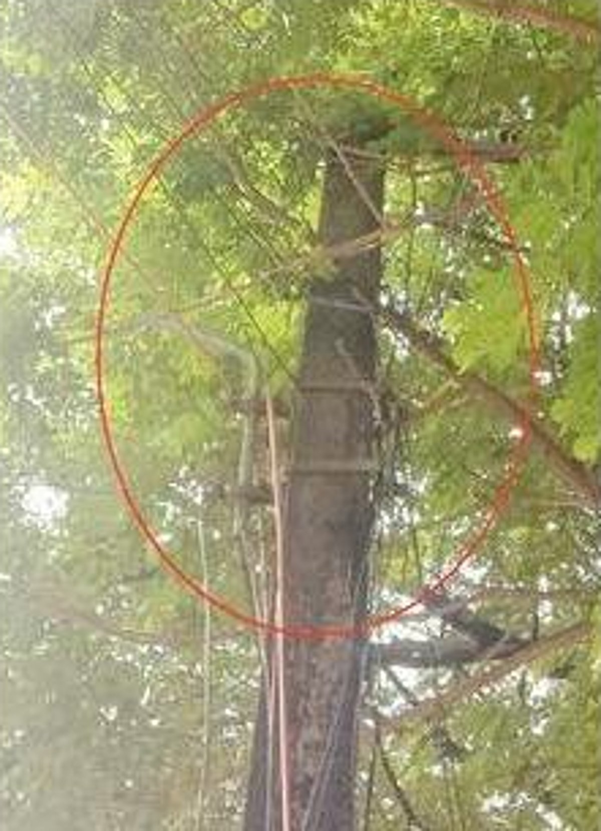 Clear electric pole of tree branches at Varkhandem