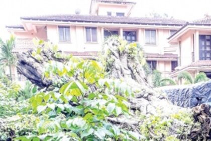 Clear felled tree  trunk at Benaulim