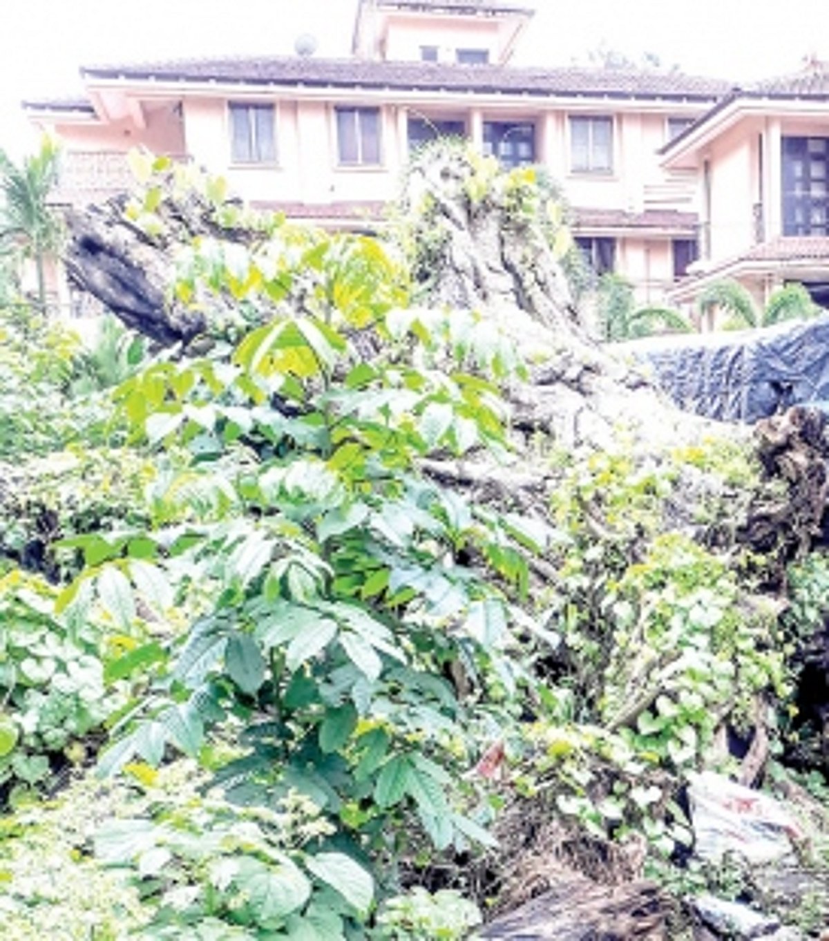 Clear felled tree  trunk at Benaulim