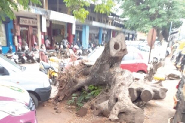 Clear uprooted tree trunk at Mapusa  market, restore parking area